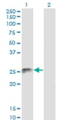 Western Blot: FADD Antibody (3C3) [H00008772-M02] - Analysis of FADD expression in transfected 293T cell line by FADD monoclonal antibody (M02), clone 3C3.Lane 1: FADD transfected lysate (Predicted MW: 23.3 KDa).Lane 2: Non-transfected lysate.