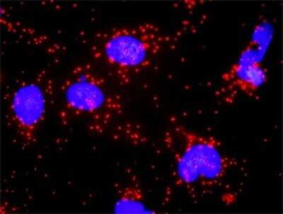 Proximity Ligation Assay: FADD Antibody [H00008772-D01P] - Analysis of protein-protein interactions between FADD and BID. HeLa cells were stained with anti-FADD rabbit purified polyclonal 1:1200 and anti-BID mouse monoclonal antibody 1:50. Each red dot represents the detection of protein-protein interaction complex, and nuclei were counterstained with DAPI (blue).