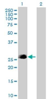 Western Blot: FADD Antibody [H00008772-D01P] - Analysis of FADD expression in transfected 293T cell line by FADD polyclonal antibody.Lane 1: FADD transfected lysate(23.30 KDa).Lane 2: Non-transfected lysate.