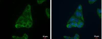 Immunocytochemistry/Immunofluorescence: FADS1 Antibody [NBP2-16407] - Hep G2 cells were fixed in 2% paraformaldehyde/culture medium at 37oC for 30 min.Green: FADS1 protein stained by FADS1 antibody diluted at 1:500.Blue: Hoechst 33342 staining. Scale bar = 10 um.