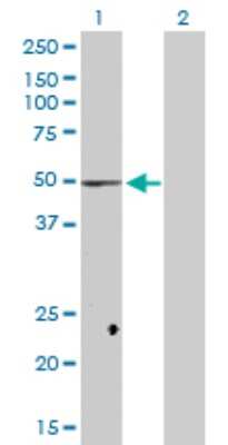 Western Blot: FADS1 Antibody [H00003992-D03P] - Analysis of FADS1 expression in transfected 293T cell line by FADS1 polyclonal antibody.Lane 1: FADS1 transfected lysate(52.00 KDa).Lane 2: Non-transfected lysate.