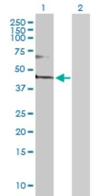 Western Blot: FADS3 Antibody [H00003995-D01P] - Analysis of FADS3 expression in transfected 293T cell line by FADS3 polyclonal antibody.Lane 1: FADS3 transfected lysate(51.10 KDa).Lane 2: Non-transfected lysate.