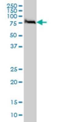Western Blot: FAF1 Antibody (1A10) [H00011124-M01] - FAF1 monoclonal antibody (M01), clone 1A10 Analysis of FAF1 expression in HeLa.