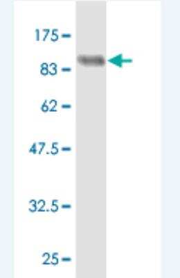 Western Blot: FAF1 Antibody (1G6) [H00011124-M03] - Detection against Immunogen (97.02 KDa) .