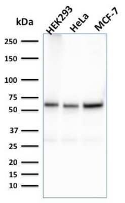 Western Blot: FAF1 Antibody (CPTC-FAF1-2) [NBP3-08227] - Western Blot Analysis of HEK293, HeLa, MCF-7 cell lysates using FAF1 Mouse Monoclonal Antibody (CPTC-FAF1-2).