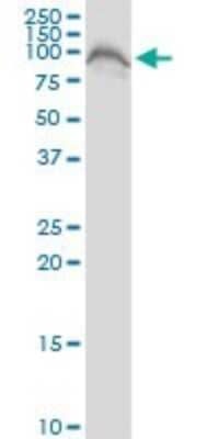Western Blot: FAF1 Antibody [H00011124-B01P] - Analysis of FAF1 expression in NIH/3T3.