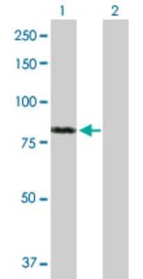 Western Blot: FAF1 Antibody [H00011124-B01P] - Analysis of FAF1 expression in transfected 293T cell line by FAF1 polyclonal antibody.  Lane 1: FAF1 transfected lysate(71.5 KDa). Lane 2: Non-transfected lysate.