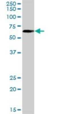 Western Blot: FAF1 Antibody [H00011124-D01P] - Analysis of FAF1 expression in human liver.