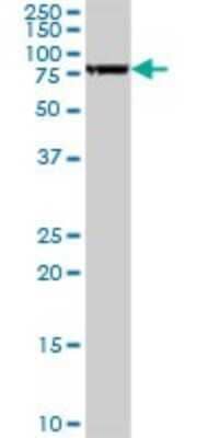 Western Blot: FAF1 Antibody [H00011124-D01P] - Analysis of FAF1 expression in mouse testis.