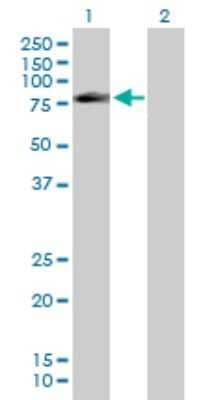 Western Blot: FAF1 Antibody [H00011124-D01P] - Analysis of FAF1 expression in transfected 293T cell line by FAF1 polyclonal antibody.Lane 1: FAF1 transfected lysate(74.00 KDa).Lane 2: Non-transfected lysate.