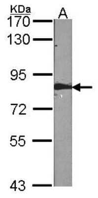 Western Blot: FAF1 Antibody [NBP1-31651] - (30 ug of whole cell lysate)  A:NIH-3T3 7.5% SDS PAGE diluted at 1:1000