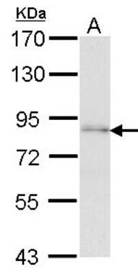 Western Blot: FAF1 Antibody [NBP1-31651] - Sample (30 ug of whole cell lysate) A: H1299 7. 5% SDS PAGE; antibody diluted at 1:1000.