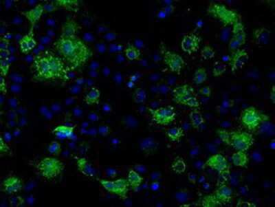 Immunocytochemistry/Immunofluorescence: FAHD2A Antibody (6D9) [NBP2-02331] Staining of COS7 cells transiently transfected by pCMV6-ENTRY FAHD2A.