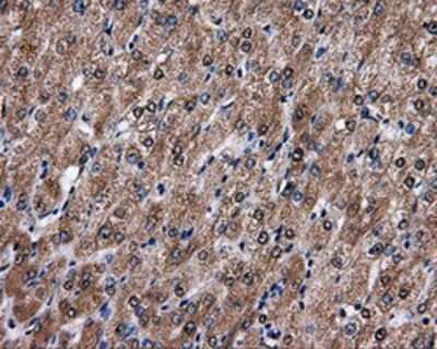Immunohistochemistry-Paraffin: FAHD2A Antibody (6D9) [NBP2-02331] - Staining of paraffin-embedded liver tissue using anti-FAHD2Amouse monoclonal antibody.