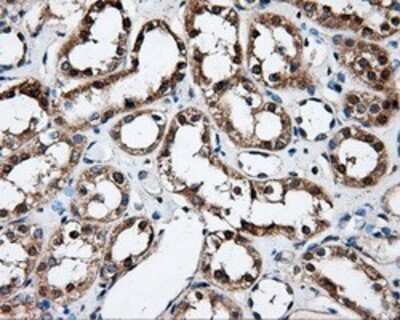 Immunohistochemistry: FAHD2A Antibody (OTI6D9) - Azide and BSA Free [NBP2-71886] - Staining of paraffin-embedded Kidney tissue using anti-FAHD2A mouse monoclonal antibody.