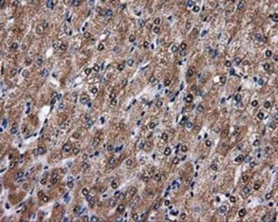 Immunohistochemistry: FAHD2A Antibody (OTI6D9) - Azide and BSA Free [NBP2-71886] - Staining of paraffin-embedded liver tissue using anti-FAHD2Amouse monoclonal antibody.