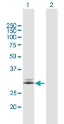 Western Blot: FAHD2A Antibody [H00051011-B01P] - Analysis of FAHD2A expression in transfected 293T cell line by FAHD2A polyclonal antibody.  Lane 1: FAHD2A transfected lysate(34.54 KDa). Lane 2: Non-transfected lysate.