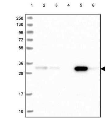 Western Blot FAHD2A Antibody - BSA Free