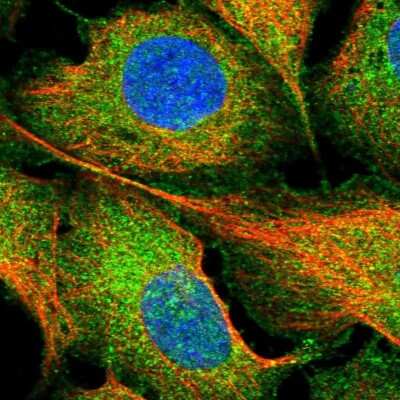 Immunocytochemistry/Immunofluorescence: FAIM1 Antibody [NBP2-48764] - Immunofluorescent staining of human cell line U-2 OS shows localization to plasma membrane & cytosol.