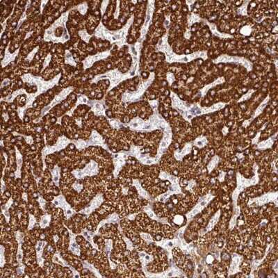 Immunohistochemistry-Paraffin: FAIM1 Antibody [NBP2-48764] - Staining of human liver shows strong cytoplasmic positivity in hepatocytes.