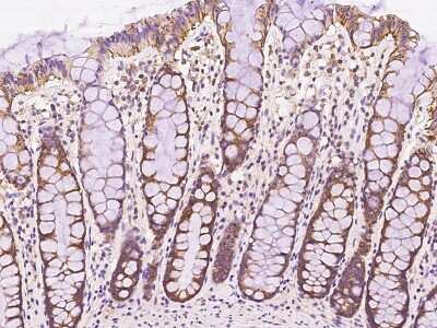 Immunohistochemistry-Paraffin: FAIM1 Antibody [NBP2-97561] - Immunochemical staining of human FAIM1 in human rectum with rabbit polyclonal antibody at 1:200 dilution, formalin-fixed paraffin embedded sections.