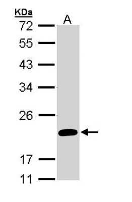 Western Blot: FAIM1 Antibody [NBP1-32987] - Sample (30 ug of whole cell lysate) A: 293T 12% SDS PAGE; antibody diluted at 1:1000.