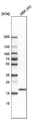 Western Blot: FAIM1 Antibody [NBP2-47463] - Analysis in human cell line HEK 293.