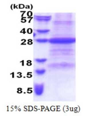 SDS-PAGE Recombinant Human FAIM1 His Protein