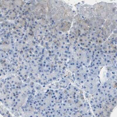 Immunohistochemistry-Paraffin: FAIM2 Antibody [NBP1-81456] - Staining of human pancreas shows low expression as expected.