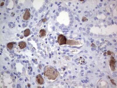 Immunohistochemistry: FAIM3 Antibody (1E6) [NBP2-45575] - Analysis of Human Kidney tissue. (Heat-induced epitope retrieval by 1 mM EDTA in 10mM Tris, pH8.5, 120C for 3min)