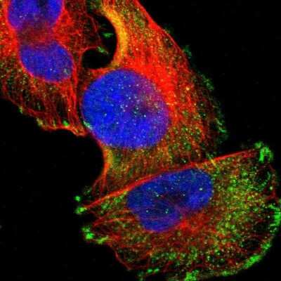 Immunocytochemistry/Immunofluorescence: FAIM3 Antibody [NBP1-86924] - Immunofluorescent staining of human cell line U-251 MG shows localization to cytosol & focal adhesion sites.