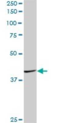 Western Blot: FAIM3 Antibody [H00009214-B01P] - Analysis of FAIM3 expression in human liver.