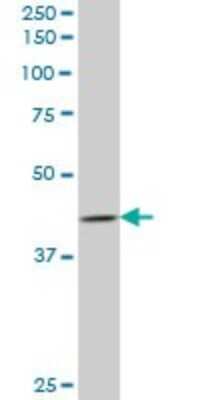 Western Blot: FAIM3 Antibody [H00009214-B01P] - Analysis of FAIM3 expression in human spleen.