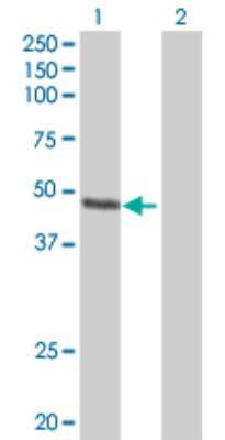 Western Blot: FAIM3 Antibody [H00009214-B01P] - Analysis of FAIM3 expression in transfected 293T cell line by FAIM3 polyclonal antibody.  Lane 1: FAIM3 transfected lysate(42.9 KDa). Lane 2: Non-transfected lysate.