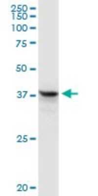 Western Blot: FAIM3 Antibody [H00009214-D01P] - Analysis of FAIM3 expression in Jurkat.