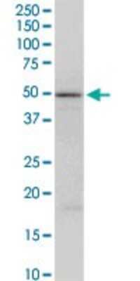 Western Blot: FAIM3 Antibody [H00009214-D01P] - Analysis of FAIM3 expression in NIH/3T3.
