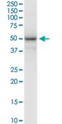 Western Blot: FAIM3 Antibody [H00009214-D01P] - Analysis of FAIM3 expression in human colon.