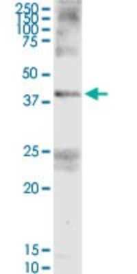 Western Blot: FAIM3 Antibody [H00009214-D01P] - Analysis of FAIM3 expression in human spleen.