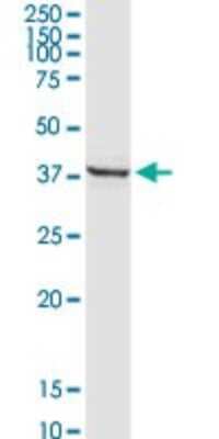 Western Blot: FAIM3 Antibody [H00009214-D01P] - Analysis of FAIM3 expression in mouse kidney.
