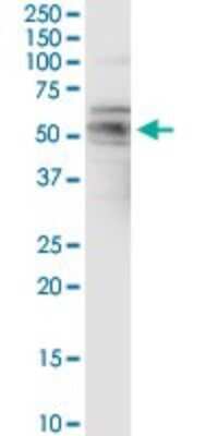 Western Blot: FAIM3 Antibody [H00009214-D01P] - Analysis of FAIM3 expression in rat brain.