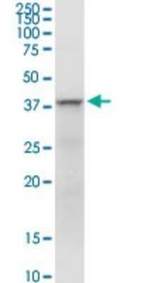 Western Blot: FAIM3 Antibody [H00009214-D01P] - Analysis of FAIM3 expression in mouse testis.