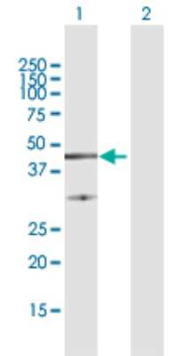 Western Blot: FAIM3 Antibody [H00009214-D01P] - Analysis of FAIM3 expression in transfected 293T cell line by FAIM3 polyclonal antibody.Lane 1: FAIM3 transfected lysate(42.90 KDa).Lane 2: Non-transfected lysate.