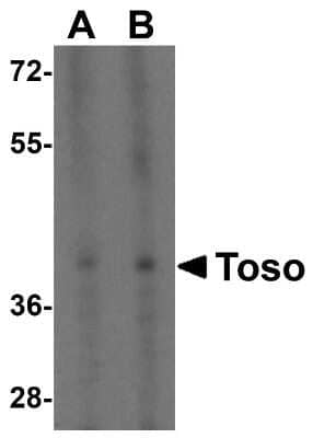 Western Blot: FAIM3 Antibody [NBP1-76458] - Analysis of TOSO in K562 cell lysate with TOSO antibody at (A) 1 and (B) 2 ug/mL.