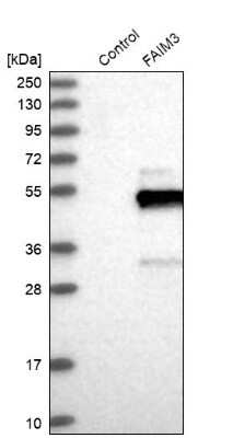 Western Blot FAIM3 Antibody - BSA Free