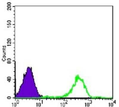 Flow Cytometry: FAK Antibody (10H7E9) [NBP1-47494] - Analysis of Raji cells using FAK mouse mAb (green) and negative control (purple).