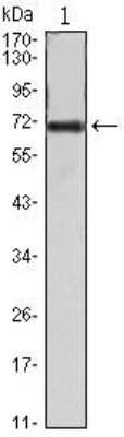 Western Blot: FAK Antibody (10H7E9) [NBP1-47494] - Analysis using FAK mAb against FAK(AA: 354-533)-hIgGFc transfected HEK293 cell lysate.