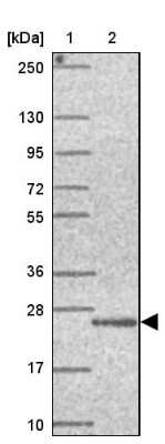 Western Blot FAM100A Antibody - BSA Free