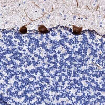 Immunohistochemistry-Paraffin FAM100B Antibody - BSA Free