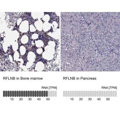 Immunohistochemistry-Paraffin: FAM101B Antibody [NBP2-62633] - Immunohistochemistry analysis in human bone marrow and pancreas tissues using Anti-RFLNB antibody. Corresponding RFLNB RNA-seq data are presented for the same tissues.