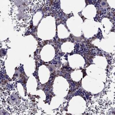 Immunohistochemistry-Paraffin: FAM101B Antibody [NBP2-62633] - Staining of human bone marrow shows high expression.